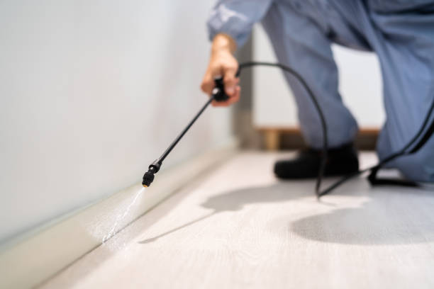 Licensed Wasp Removal service in White Hall, IL - Show Me Pest Control